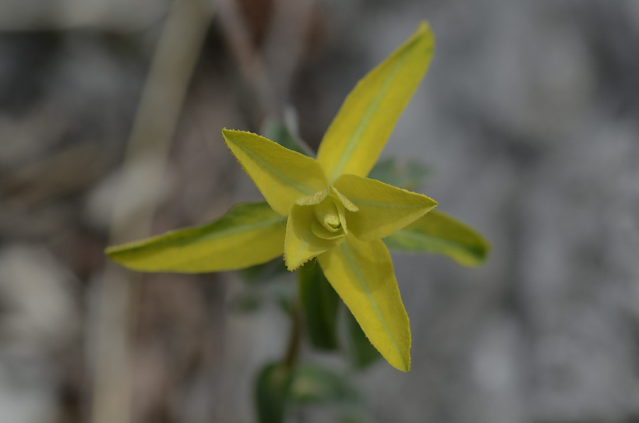 Germoglio giallo  da id. - Euforbia cfr. brittingeri